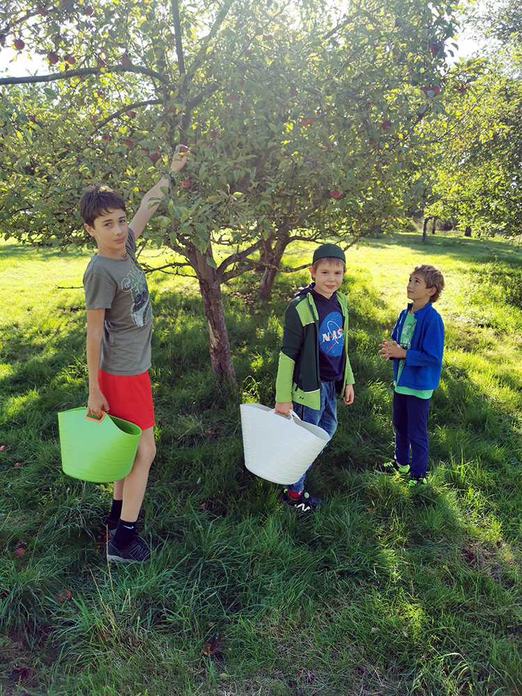 Apfel1